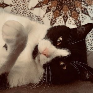 Meet your Posher, Avie